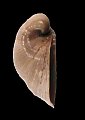 Glossus (meiocardia) moltkianoides- (Bellardi, 1842)